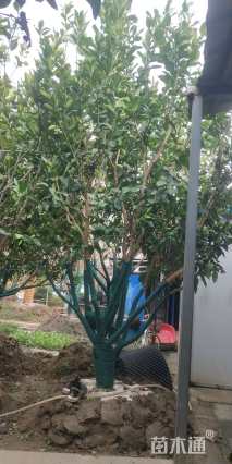 高度450厘米丛生胡柚
