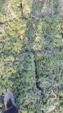 高度10厘米玉龙草