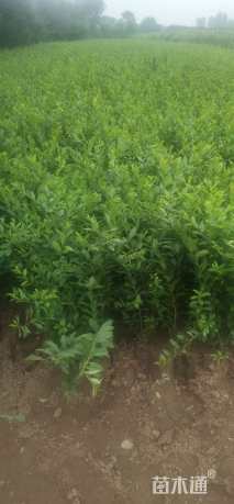 高度60厘米水蜡