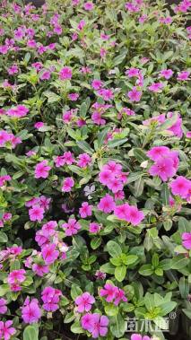 高度30厘米长春花