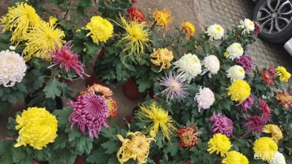 高度30厘米菊花