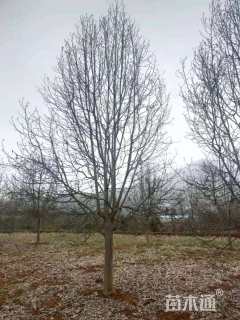 11公分二乔玉兰