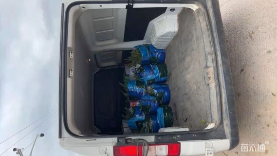 裸干高3.5厘米华盛顿棕榈