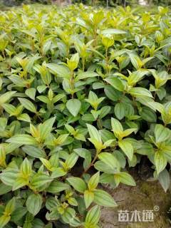 高度30厘米巴西野牡丹