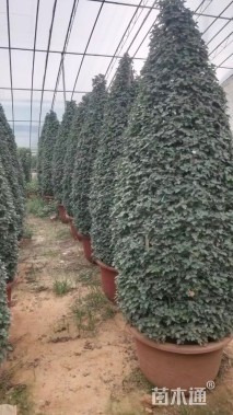 高度100厘米菊花