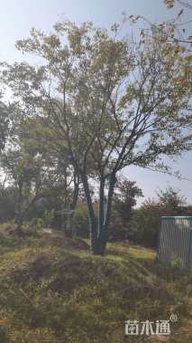 50公分丛生朴树
