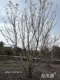 高度800厘米丛生元宝枫