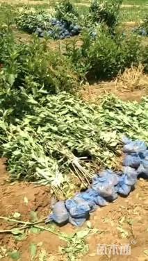 高度30厘米红王子锦带