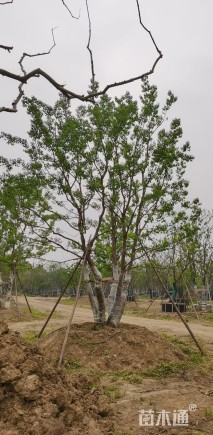 75公分(4杆)丛生乌桕