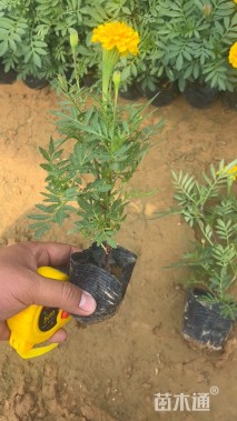 高度20厘米孔雀草