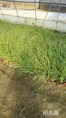 高度35厘米火炬花