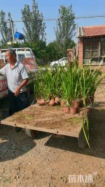 高度40厘米香蒲