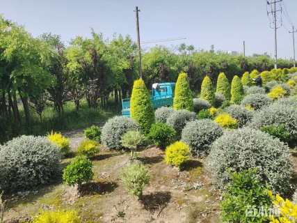 高度80厘米水果兰球