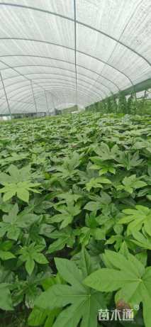 高度40厘米八角金盘