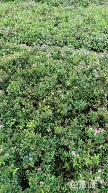 高度30厘米绣线菊