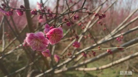 12公分绚丽海棠