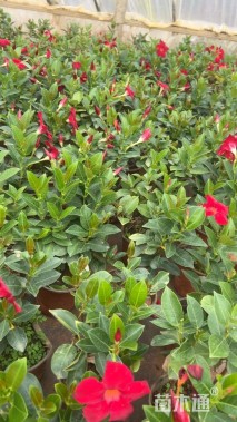 高度20厘米红车