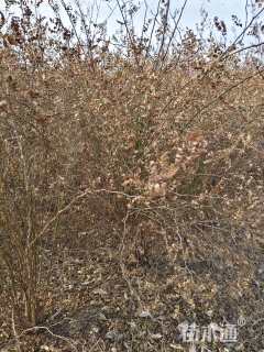 高度180厘米黄刺玫