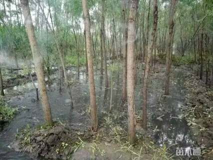 高度280厘米海滨木槿