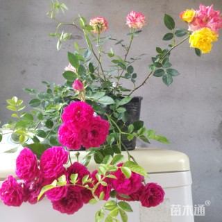 主蔓长50厘米南五味子