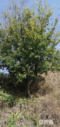 10公分造型石榴