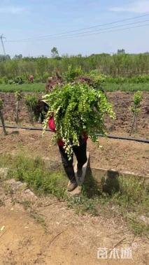 高度50厘米卫矛