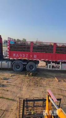 草卷状百慕大草