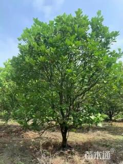 高度400厘米南丰蜜桔