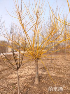 12公分金枝槐