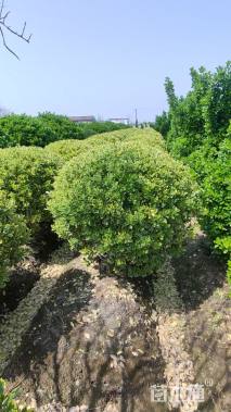 冠幅120厘米金边黄杨球