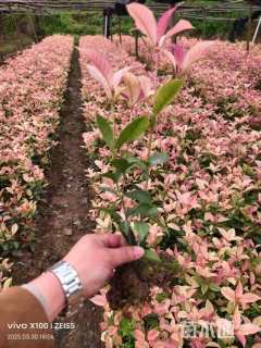 高度25厘米五彩桂花