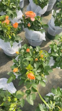 高度40厘米果汁阳台月季