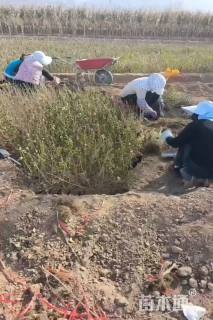 高度80厘米榆树小苗