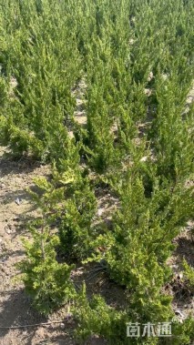 高度40厘米龙柏小苗