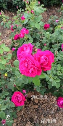 玫瑰花苗