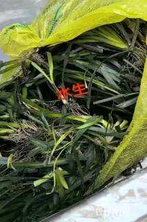 高度80厘米灯心草