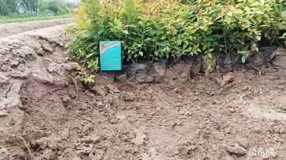 高度15厘米金焰绣线菊