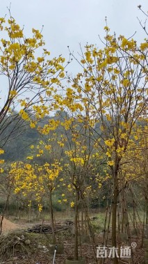 8公分黄花风铃木