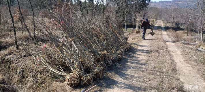 高度170厘米丛生紫荆