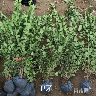 高度100厘米卫矛小苗