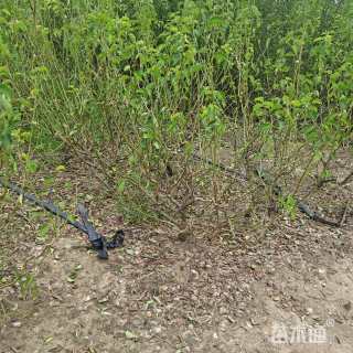 高度80厘米龙游梅