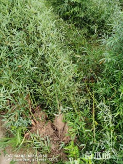 1公分罗汉竹