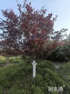 20公分日本红枫