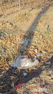 高度200厘米蜡梅