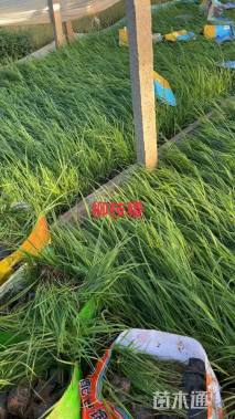 高度20厘米柳枝稷