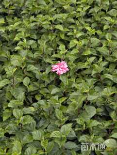 高度40厘米木槿