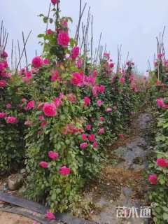 150厘米藤本月季