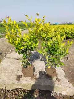 高度50厘米金森女贞