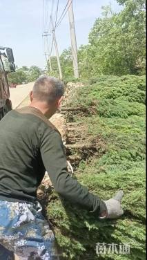 高度220厘米刺柏