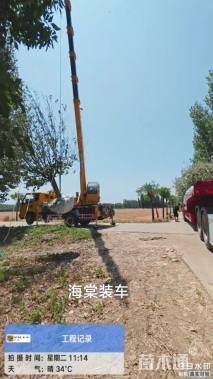 12公分绚丽海棠